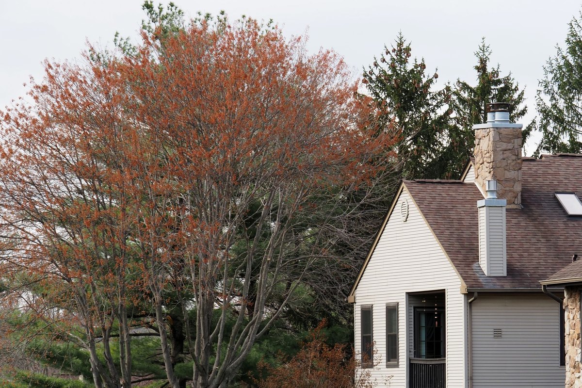 Single-family home with a stone chimney and gray siding beside a large tree turning orange in autumn