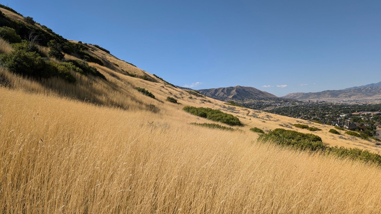 Golden grass on a Draper hillside with mountains in the distance